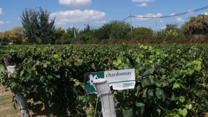 Wine Tourism - Mendoza, Rivers of Wine in Argentina Vineyard Mendoza Wine Chardonnay e1545994445165 678x381 - Wine Tourism - Mendoza, Rivers of Wine in Argentina