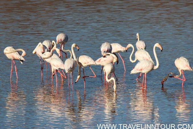 Seville Tourist Guide | Best Places To Visit in Seville, Spain Coto de Donana wildlife site e1554751368531 - Seville Tourist Guide | Best Places To Visit in Seville, Spain