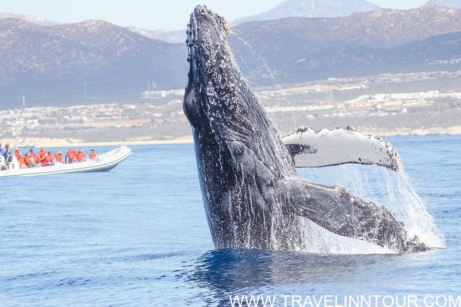 19 Best Vacation Destinations With Family Around The World Los Cabos whale watching tour - 19 Best Vacation Destinations With Family Around The World