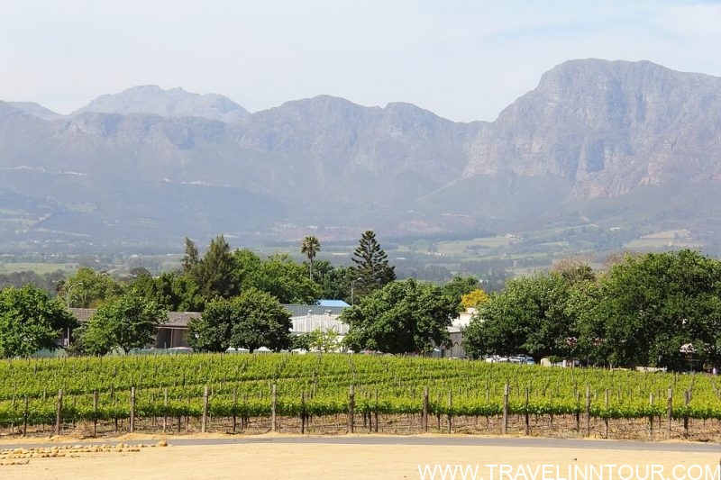 Best Cities To Live In New Zealand Hawke’s BayVineyard e1583982805725 - Best Cities To Live In New Zealand