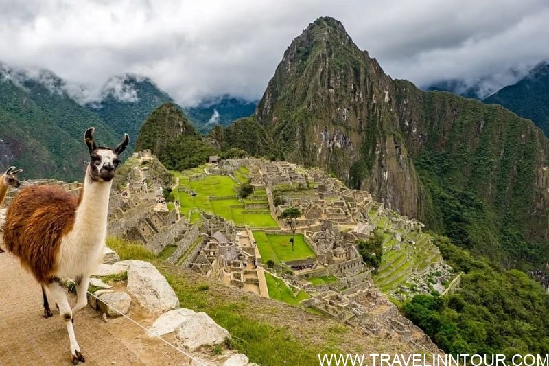 Machu Picchu Animals Machu Picchu, Peru