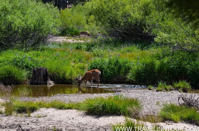 Yosemite National Park - A Must For Visitors To The USA Yosemite Valley e1587269832838 - Yosemite National Park - A Must For Visitors To The USA