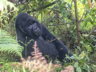 Gorilla Trekking In Uganda gorilla trekking in uganda