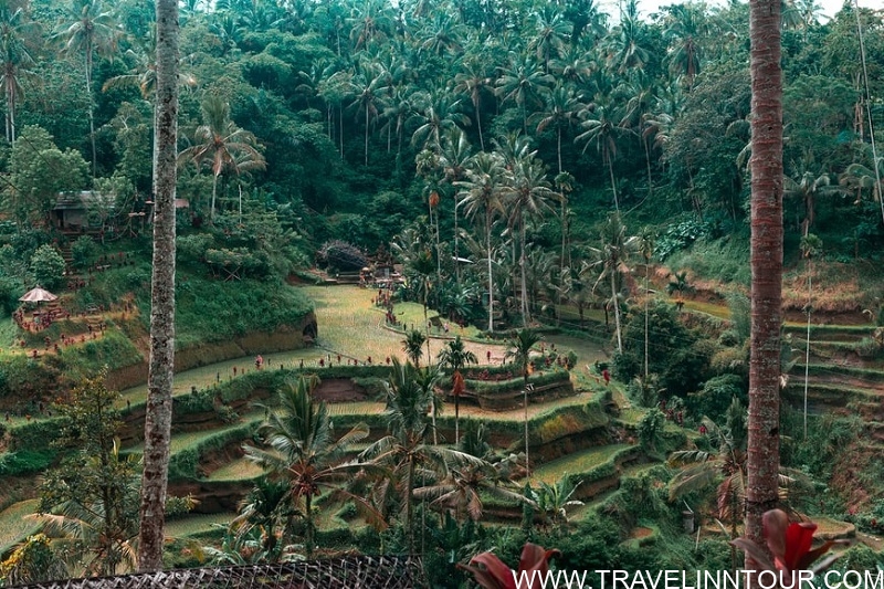 Family Attractions In Ubud Ubud Rice Terraces