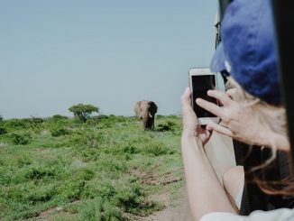 Best Countries for Safari Adventures