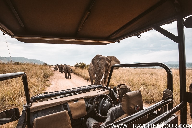 Elephants on an African safari game drive Best Countries for Safari Adventures